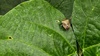 비와 칡과 네점박이노린재 (Homalogonia obtusa obtusa)