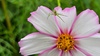 살사리꽃의 꽃게거미 (Ebrechtella tricuspidata) (추정)