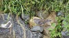 산책로에서 만난 멧비둘기 (Streptopelia orientalis)