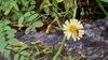 왕고들빼기 꽃의 호리꽃등에 (Episyrphus balteatus) 두 마리