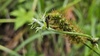 금강아지풀 이삭의 더듬이긴노린재 (Pachygrontha antennata)