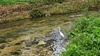 중대백로 (Ardea alba modesta)