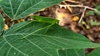 칡잎의 줄베짱이 (Ducetia japonica) 암컷