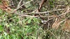 나뭇가지의 오목눈이 (Aegithalos caudatus) 두 마리 (부분확대)