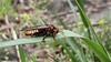 풀잎의 수중다리잎벌 (Cimbex femoratus) (추정)