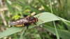풀잎의 수중다리잎벌 (Cimbex femoratus) (추정)