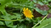 서양민들레 꽃의 줄점팔랑나비 (Parnara guttata)