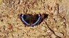 봄햇살을 즐기는 청띠신선나비 (Kaniska canace)