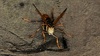 흰색 얼굴의 쌍살벌, 왕바다리 (Polistes rothneyi) (추정) (부분확대)