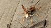 흰색 얼굴의 쌍살벌, 왕바다리 (Polistes rothneyi) (추정) (부분확대)