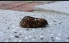 [옛사진] 솔나방 (Dendrolimus spectabilis)