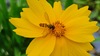 큰금계국 꽃의 호리꽃등에 (Episyrphus balteatus)