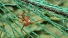 알을 품은 황닷거미 (Dolomedes sulfureus) (암컷)