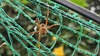 알을 품은 황닷거미 (Dolomedes sulfureus) (암컷)