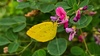 싸리꽃의 남방노랑나비(Eurema hecabe)