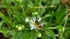 미국쑥부쟁이 꽃과 오줄루리꽃등에 (Eristalinus quinquestriatus)