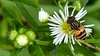 미국쑥부쟁이 꽃과 오줄루리꽃등에 (Eristalinus quinquestriatus) (부분확대)