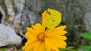 큰금계국 꽃의 남방노랑나비 (Eurema hecabe)