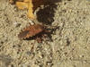 [옛사진] 두쌍무늬노린재 (Urochela quadrinotata)