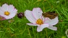 살사리꽃의 줄점팔랑나비 (Parnara guttata)