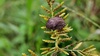 방동사니 이삭의 도토리노린재 (Eurygaster testudinaria)