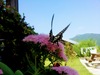 [옛사진] 꿩의비름 꽃의 호랑나비 (Papilio xuthus)