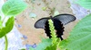 [옛사진] 들깨꽃의 남방제비나비 (Papilio protenor) (부분확대)