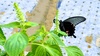 [옛사진] 들깨꽃의 남방제비나비 (Papilio protenor) (부분확대)
