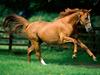 Domestic Horse (Equus caballus)  runs