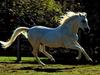 Domestic Horse (Equus caballus)  running