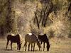 Domestic Horses (Equus caballus)  grazing