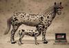 Domestic Horse (Equus caballus)  and Dalmatian Dog