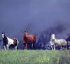 Domestic Horses (Equus caballus)