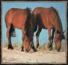 Domestic Horses (Equus caballus)  - Solid Coated Mustangs