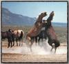 Domestic Horses (Equus caballus)  fighting
