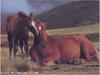 Domestic Horses (Equus caballus)  mother and foal