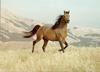 Domestic Horse (Equus caballus)  running