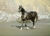 Domestic Horse (Equus caballus)  - Black horse
