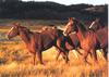 Domestic Horses (Equus caballus)  running