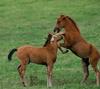 Domestic Horses (Equus caballus)  foals