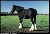 Domestic Horse (Equus caballus)  - Black horse