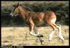 Domestic Horse (Equus caballus)  colt running
