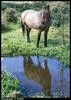 Domestic Horse (Equus caballus)
