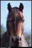 Domestic Horse (Equus caballus)  face
