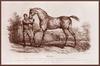 [Animal Art] Domestic Horse (Equus caballus)