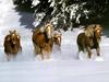 Domestic Horses (Equus caballus)  running in snow
