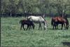 Domestic Horses (Equus caballus)
