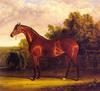 [Animal Art] Domestic Horse (Equus caballus)