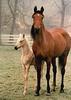 Domestic Horses (Equus caballus)  mare and foal
