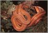 [Pierre Scans] Reptiles: Frog and Snake of Everglades